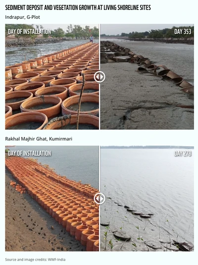 This image shows before-and-after comparisons of "Living Shoreline" installations at two sites in India. The top row shows Indrapur, G-Plot on installation day with neatly arranged terracotta pots along the shoreline, compared to Day 353 where substantial sediment has accumulated around the partially submerged pots. The bottom row shows Rakhal Majhir Ghat, Kumirmari, with similar terracotta installations on day one, and by Day 278, significant sediment deposition has occurred with emerging vegetation visible between the pots. These nature-based coastal protection structures successfully trap sediment and promote plant growth, demonstrating how traditional materials can create effective, sustainable shoreline protection in vulnerable coastal areas. The images are credited to WWF-India.
